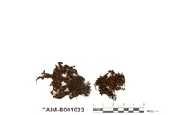 藏品(鈍葉簑苔)的圖片